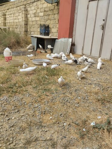 Amadinlər: Boynu gullulerden bawqa hamsi satilir 27 quwdu hamsi qoz kimi