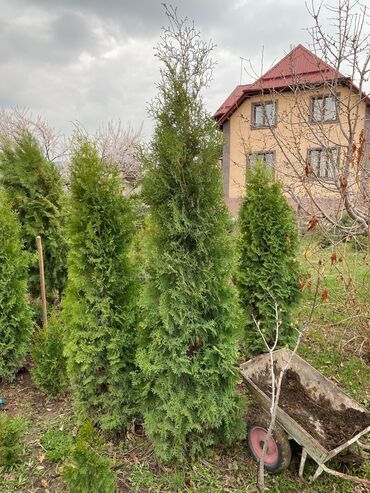 Декоративные деревья: Саженцы деревьев: Туи, Платная доставка — 15