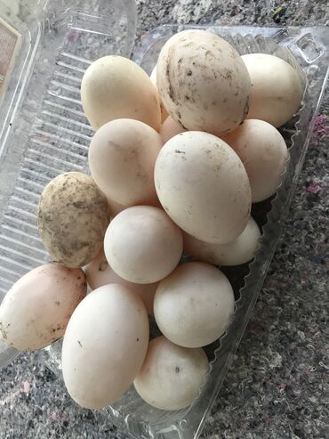 Куры, петухи: Утинный яйцо 1шт адрес Бишкек Тунгуч Оскон -ордо тел