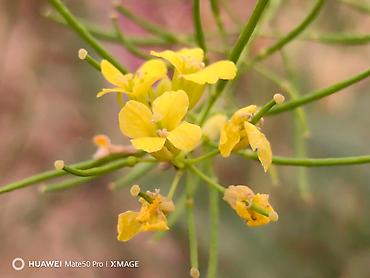 Huawei: Huawei Mate 50 Pro, Б/у, 256 ГБ, цвет - Черный, 2 SIM — 7