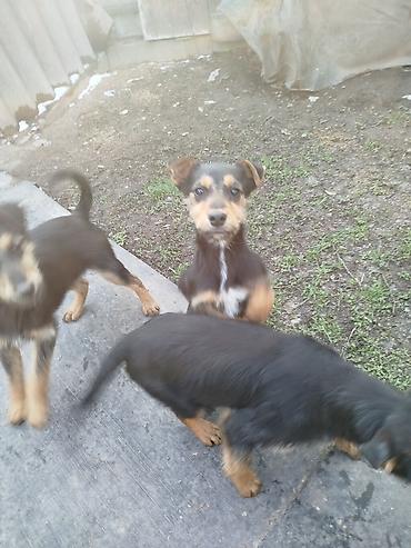 Отдам даром собаку: Щенки среднего типа,метисы,4 месяца, жёсткошёрстные, окрас — 12