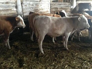 коза дойная: Сатам | Уй (ургаачы), Бука (эркек), Кунаажын