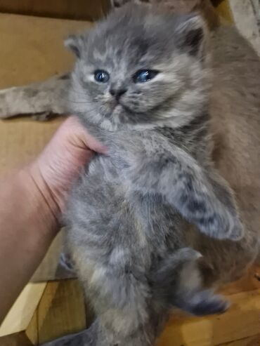 Pişiklər: Britan, Dişi, Yaxşı əllərə, Pulsuz çatdırılma — 11