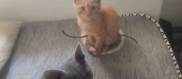 игрушки кошек: Кошка даром: Беспородная, 3 месяца, Мальчик — 2