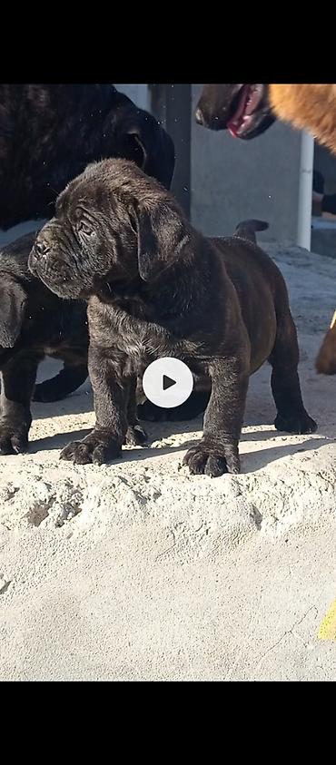 İtlər: Kane-Korso, 1 ay, Erkek, Sənədli, Pulsuz çatdırılma, Ünvandan götürmə, Rayonlara çatdırılma — 3