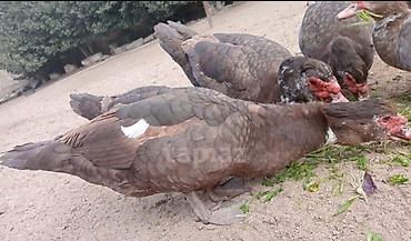 qaz ve ordek satisi: Qiymən 25 başliyir hamisi cins heyvanlardi, 2 ədəd dişi macar, 1 — 9