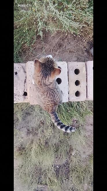 британская кошка бишкек: Кошка домашняя, короткошёрстная, табби-окраса с белыми отметинами — 1
