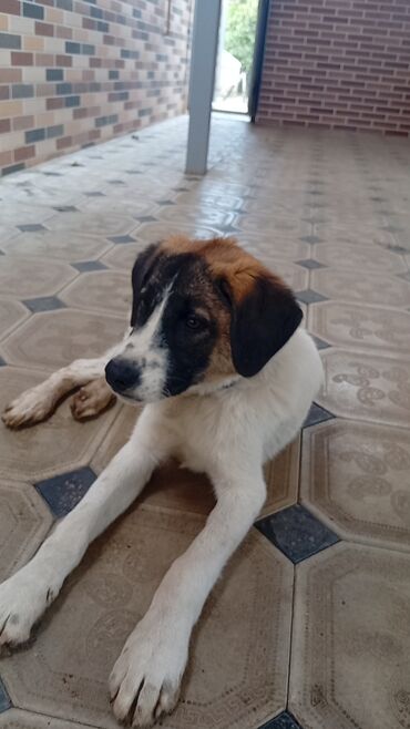 heyet iti: İt – alanbay iti ilə alman qurdu cinsi - Rəng: ağ bədən, qara-ağ