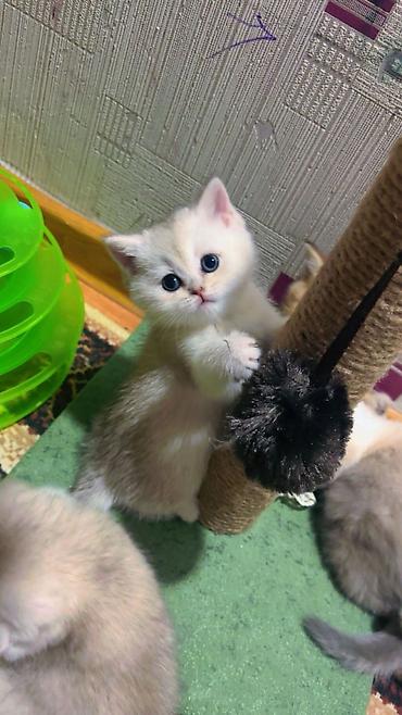 Pişiklər: Britan — 1