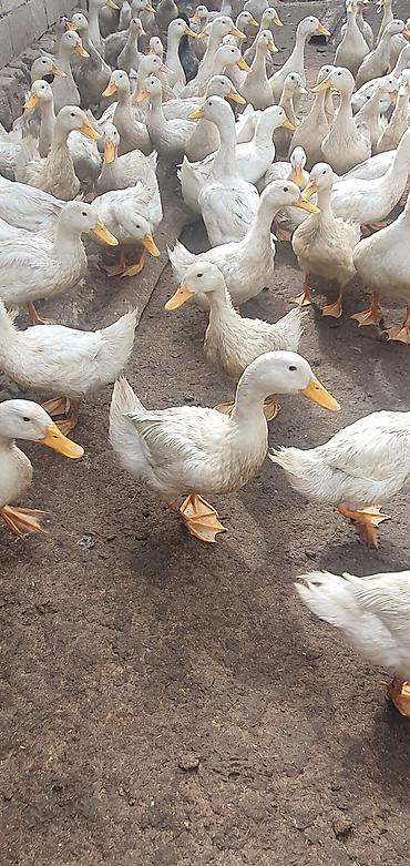 ev quslarinin satisi: Ağ rəngli ördəklər – iri sürü - Cins: yüngül tip, yumurtacı istiqamət — 2