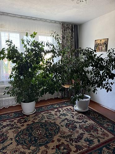 искусственные листья для декора: Продаются два больших комнатных растения Шеффлера (Schefflera — 1