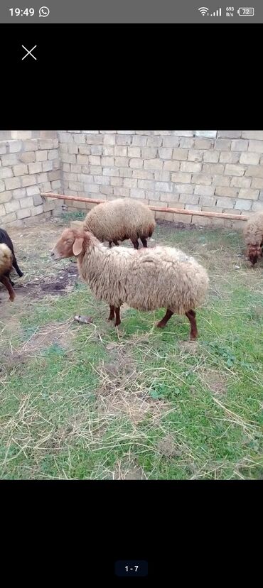 Qoyunlar, qoçlar: 3 qoyun 1 quzu satılır biri ana baladir dişi bala ilə kom 1.150 — 11