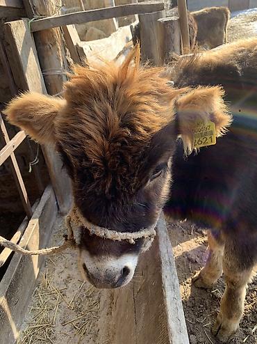 Коровы, быки: Продаю | Тёлка, Музоо, торпок | На откорм, На забой, Для разведения at lalafo.kg — 8 Коровы, быки: Продаю | Тёлка, Музоо, торпок | На откорм, На забой, Для разведения — 8