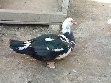 Ördəklər: Heyet balaca olduqdan satram 260 manata 12 dənədi 2 Erkey 10 dişi — 12