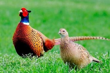 Gəmiricilər: Qafqaz qırqovulu, həm Qafqaz, həm də Qırqovulu növlərinin