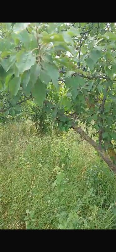 Torpaq sahələrinin satışı: 150 sot, Biznes üçün, Barter mümkündür, Kupça (Çıxarış) — 11