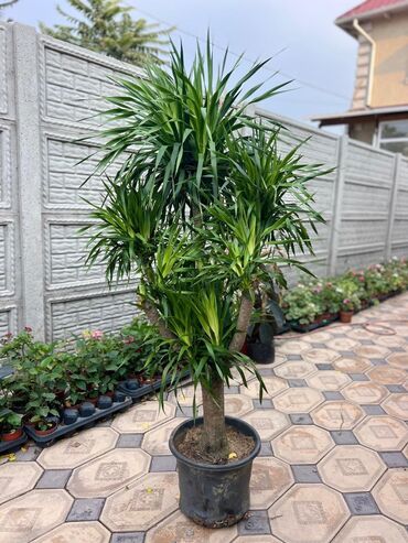 Драцены и Сансевиерии: Драцены и Сансевиерии — 5