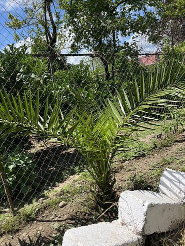 paulownia agaci: Dekorativ xurma ağacı fidanları - Növ: dekorativ xurma (landşaft — 2