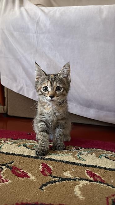 кошке: Кошка даром: Беспородная, 2 месяца, Девочка — 4