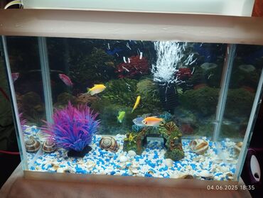Akvariumlar: Dördbucaq akvarium, Balıqlarla birlikdə, 50 l, Ünvandan götürmə