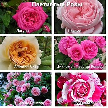 Роза: Саженцы — 12