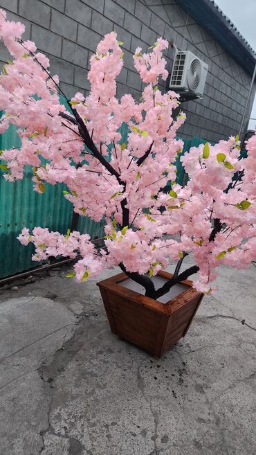 Декоративные цветы: Сакура искусственное дерево высота 2 м ширина 2 м цена от 1000 сом at lalafo.kg — 12 Декоративные цветы: Сакура искусственное дерево высота 2 м ширина 2 м цена от 1000 сом — 12
