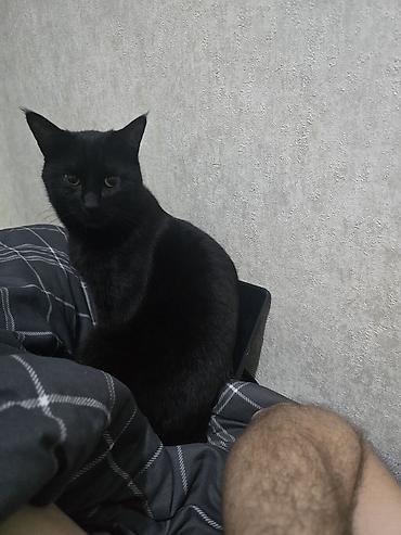 кошка черная: Кошка даром: Беспородная, 2 года, Мальчик, Приучена к лотку — 2