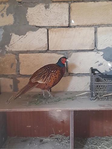 balaca pisik satisi: 2 aylığ qırqovul balası hamının axtardığı kantsız qafqaz sortu və — 1