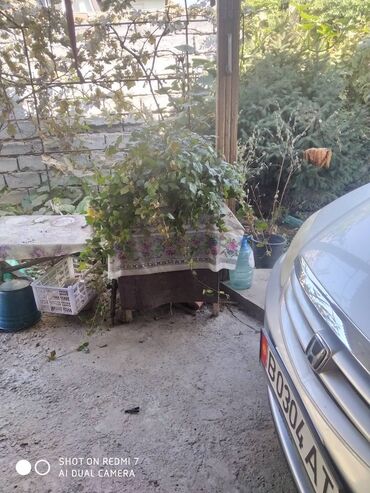 Декоративные цветы: Продаю: 1. Золотой Ус, большой. Цена за один корень 650 сом. — 13