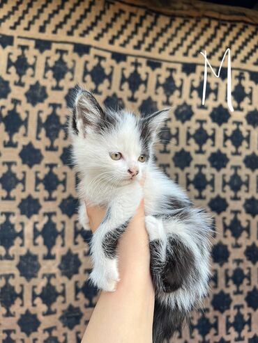 шотландская прямоухая кошка цена: Кошка даром: Беспородная, 3 месяца, Мальчик