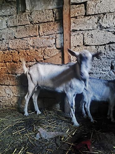 südlük keçi: 1 dışı 1 erkek buynuzsuz keçiler Cins keçiler Sanen dışıdır Alpin — 3