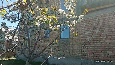 Долгосрочная аренда домов: 220 м², 6 комнат — 8