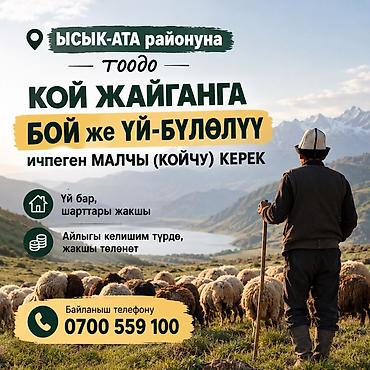 Айыл чарба: Талап кылынат Чабан — 1