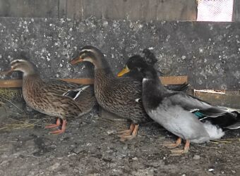 Ördəklər: Salam 1 yaşıl baş kəkilli, 1 sona kəkilli satilir cütü 40 azn 🤌🤌🤌🤌🤌 — 1