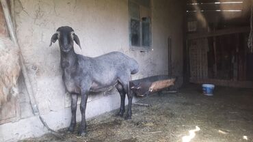 Бараны, овцы: Кочкорик 1год 
уши 15см
рост 85см 
цена 20.000