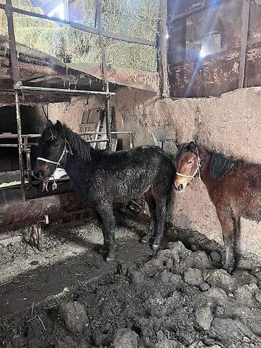 Лошади, кони: Продаю | Жеребенок | На забой — 13