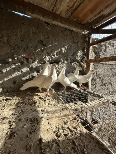 Птицы: Продаю голубей!!!! На фото представлены голуби разных пород. Цены на — 8