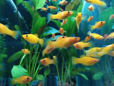 аквариумная рыбка: Аквариумные рыбки. 
 Большое разнообразие
