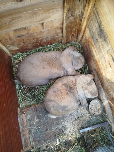 Грызуны: Продаётся кролик порода Баран 2 самки и один самец цена 7000 сом за 3
