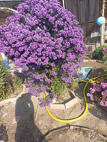 Другие виды семян и саженцев: Саженцы хризантем с пышной зеленой листвой, готовые к пересадке — 13