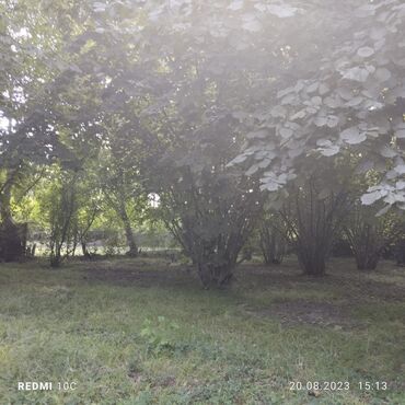 Torpaq sahələrinin satışı: 25 sot, Kupça (Çıxarış) -da lalafo.az — 3 Torpaq sahələrinin satışı: 25 sot, Kupça (Çıxarış) — 3