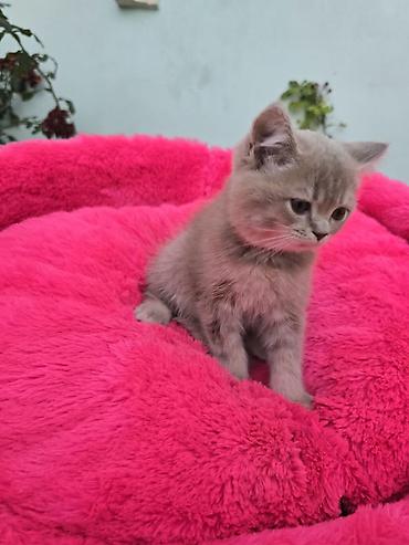 Кошки: Шотландская, В добрые руки, Бесплатная доставка — 4