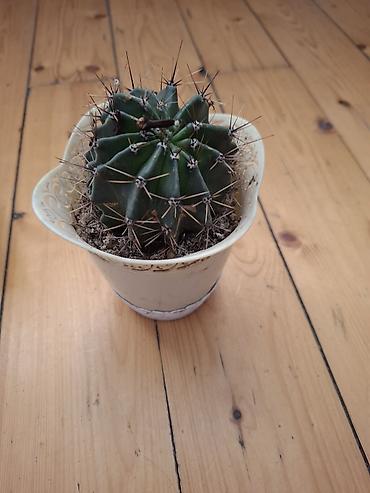 Gimnocalycium tipli tikanlı kaktus (saksıda) - Bitki: Tünd-yaşıl
