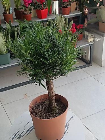 Другие комнатные растения: ПРОДАЮ КОМНАТНЫЕ РАСТЕНИЯ! 🌱 Бамбук — 3000 сом 🌳 Бонсай — 4100 сом 🌳 — 13