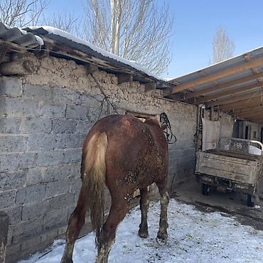 Лошади, кони: Продаю | Жеребец | Рабочий — 5