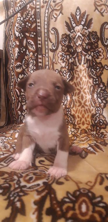İtlər: Pitbul — 5