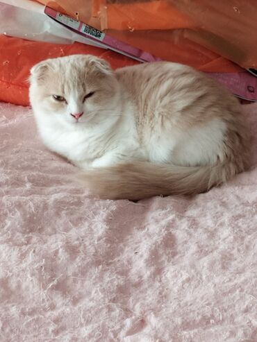 Pişiklər: Şotland yastı qulaq, Yaxşı əllərə — 2