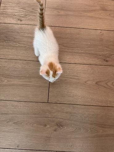 манчкин котята: Котёнок домашний, короткошёрстный. Окрас белый с рыжими пятнышками на — 3
