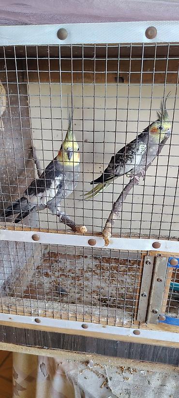 Nimfa (Cockatiel) cütü – boz-sarı rəng çalarlarında, yanaqlarda