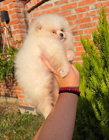 kupujem prodajem pomeranac: Teddy bear pomeranci, dve sestre, spremne su za preuzimanje. Bogato — 5